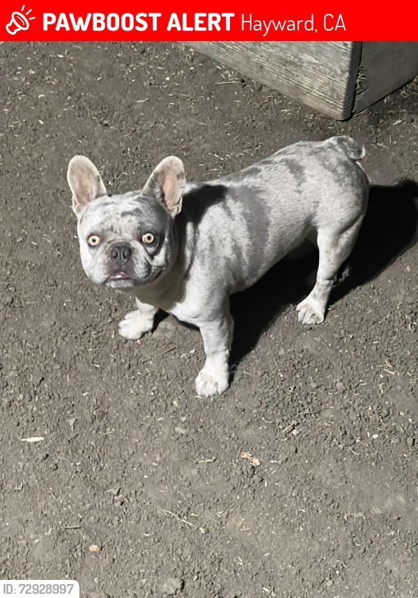 Lost Male Dog last seen Surrey way, Hayward, CA 94544