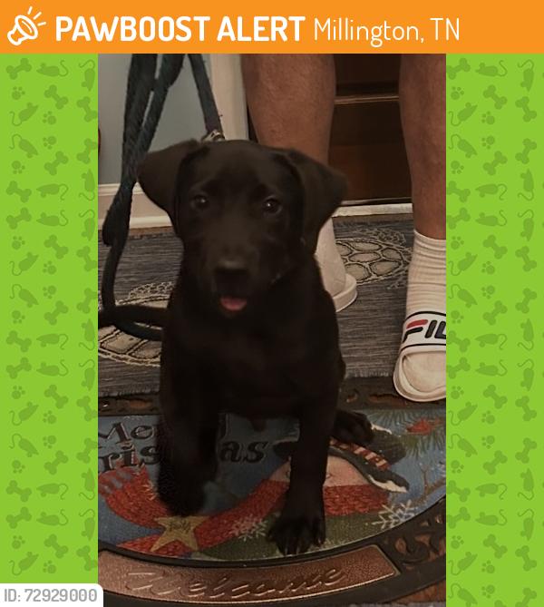 Found/Stray Male Dog last seen Near Covington pike road, Millington, TN 38053