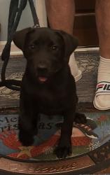Found/Stray Male Dog last seen Near Covington pike road, Millington, TN 38053