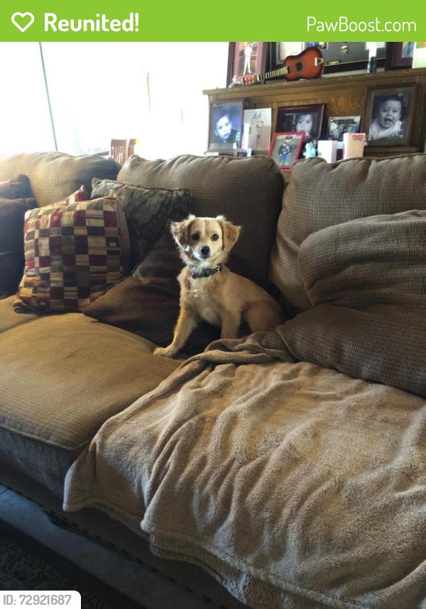 Reunited Female Dog last seen hayes, Fresno, CA 93722