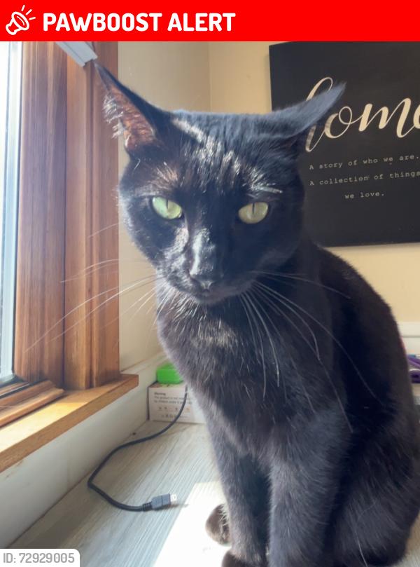 Lost Male Cat last seen Kenny & Dorothy / Spruce park, White Bear Lake, MN 55110