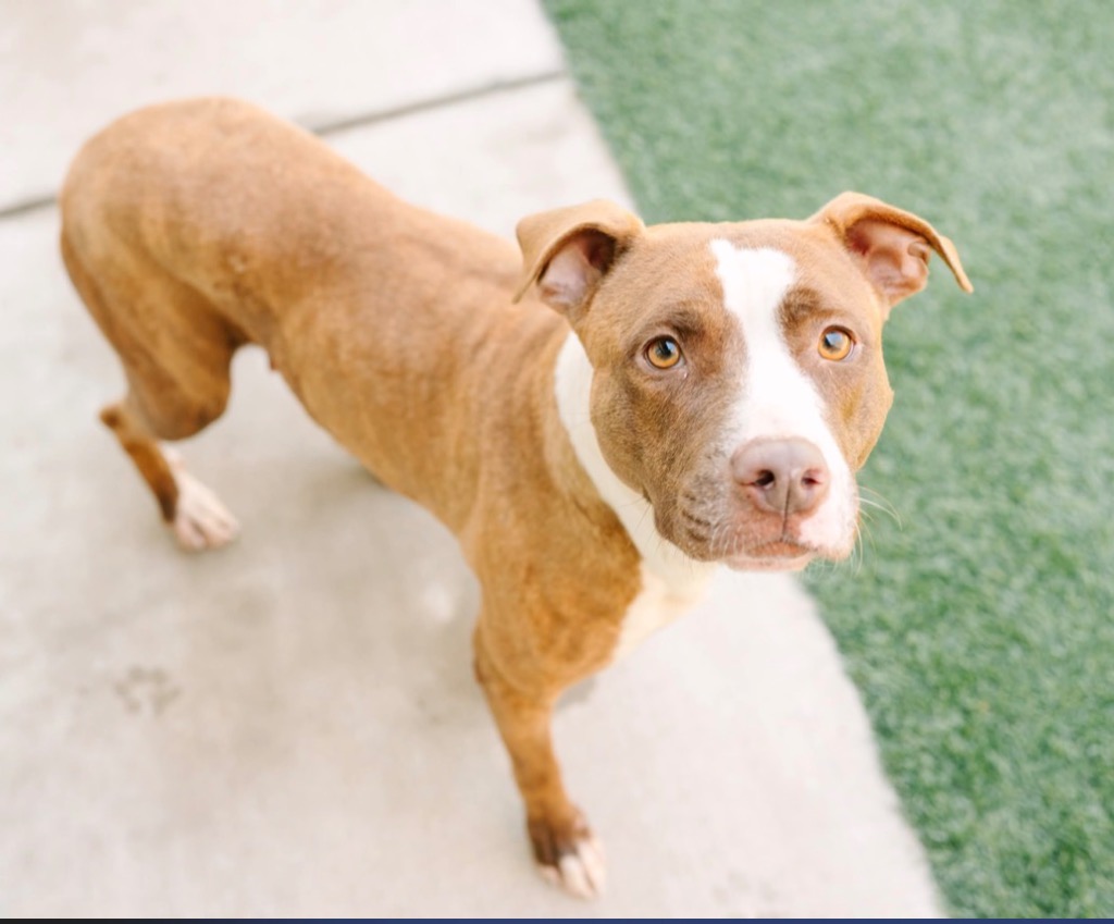 Shelter Stray Female Dog last seen Midwest City, Oklahoma City, OK 73110