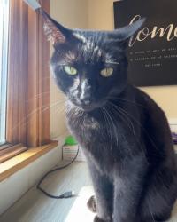 Lost Male Cat last seen Kenny & Dorothy / Spruce park, White Bear Lake, MN 55110