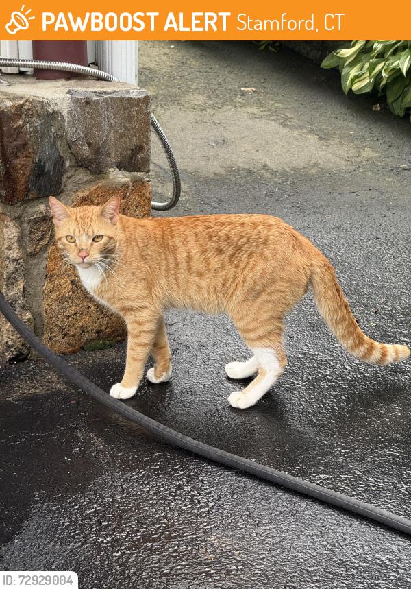 Found/Stray Male Cat last seen Seaside ave near Matthew st, Stamford, CT 06902