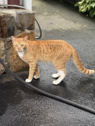 Found/Stray Male Cat last seen Seaside ave near Matthew st, Stamford, CT 06902