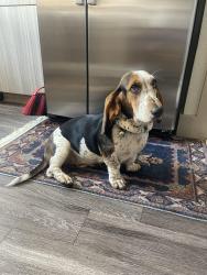 Found/Stray Female Dog last seen Flitch Coffee , Gonzales St. Tillery St. 78702, Austin, TX 78702