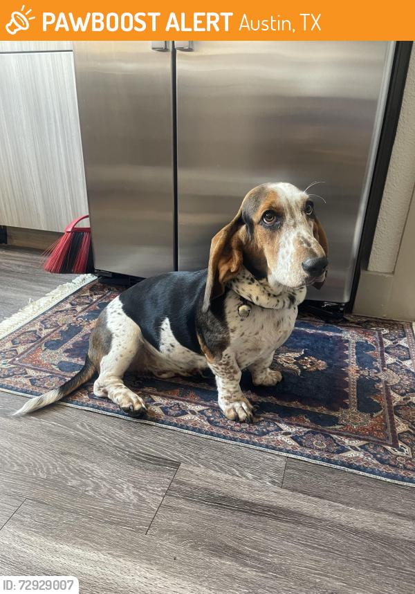 Found/Stray Female Dog last seen Flitch Coffee , Gonzales St. Tillery St. 78702, Austin, TX 78702
