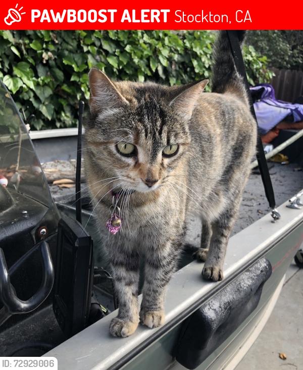 Lost Female Cat last seen Foppiano and Leale Ave,   Old Morada, Stockton, CA 95212