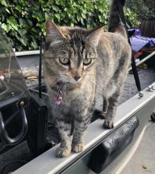 Lost Female Cat last seen Foppiano and Leale Ave,   Old Morada, Stockton, CA 95212