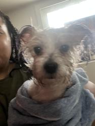 Reunited Female Dog last seen 80th Constance , Chicago, IL 60617