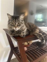 Reunited Female Cat last seen Duncanwood and Woodmont, Sarasota, FL 34232