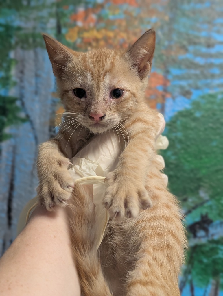 Shelter Stray Female Cat last seen Bexar County, New Braunfels, TX 78130