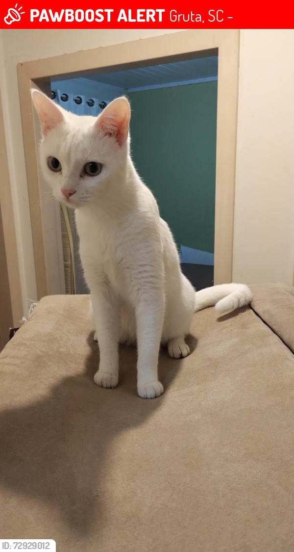 Lost Female Cat last seen Vila nostra na avenida , Gruta, SC 89700-000