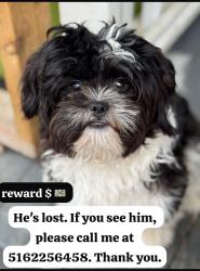 Lost Male Dog last seen W. Franklin Blvd.  Broad Street Second Avenue, Gastonia, NC 28054