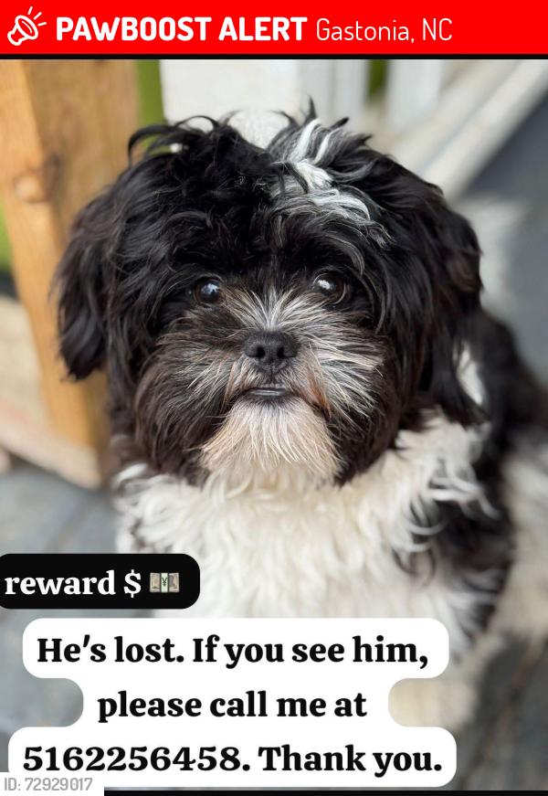 Lost Male Dog last seen W. Franklin Blvd. Broad Street Second Avenue, Gastonia, NC 28054