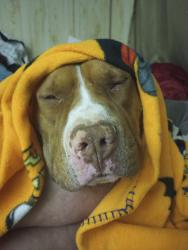Lost Male Dog last seen El Centro, McArthur , Las Cruces, NM 88012