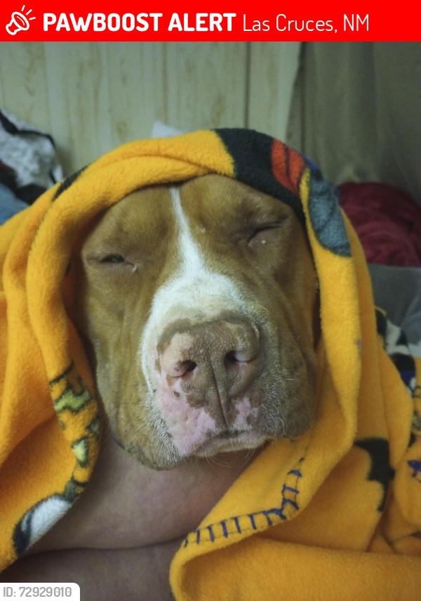 Lost Male Dog last seen El Centro, McArthur , Las Cruces, NM 88012