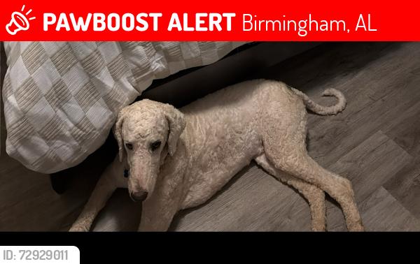 Lost Male Dog last seen Eastview park , Birmingham, AL 35215