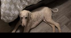 Lost Male Dog last seen Eastview park , Birmingham, AL 35215