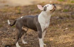 Lost Male Dog last seen Story and fleming, San Jose, CA 95127