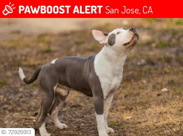 Lost Male Dog last seen Story and fleming, San Jose, CA 95127