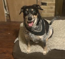 Reunited Male Dog last seen Urban Avenue and Scyene Road, Dallas, TX 75227