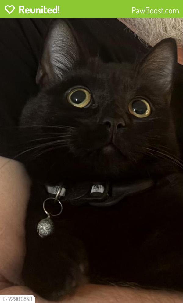Reunited Female Cat last seen Heritage way and constitution , Cameron, NC 28326