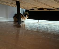 Found/Stray Unknown Cat last seen Edgemore and federal , Sheridan, CO 80110