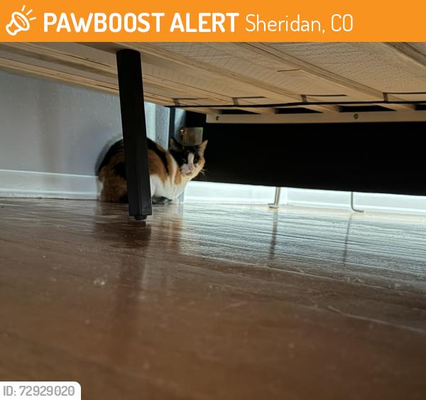 Found/Stray Unknown Cat last seen Edgemore and federal , Sheridan, CO 80110