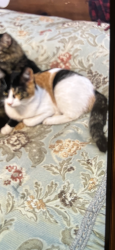 Lost Female Cat last seen Near Arcand dr , St. Albert, AB T8N 5P1