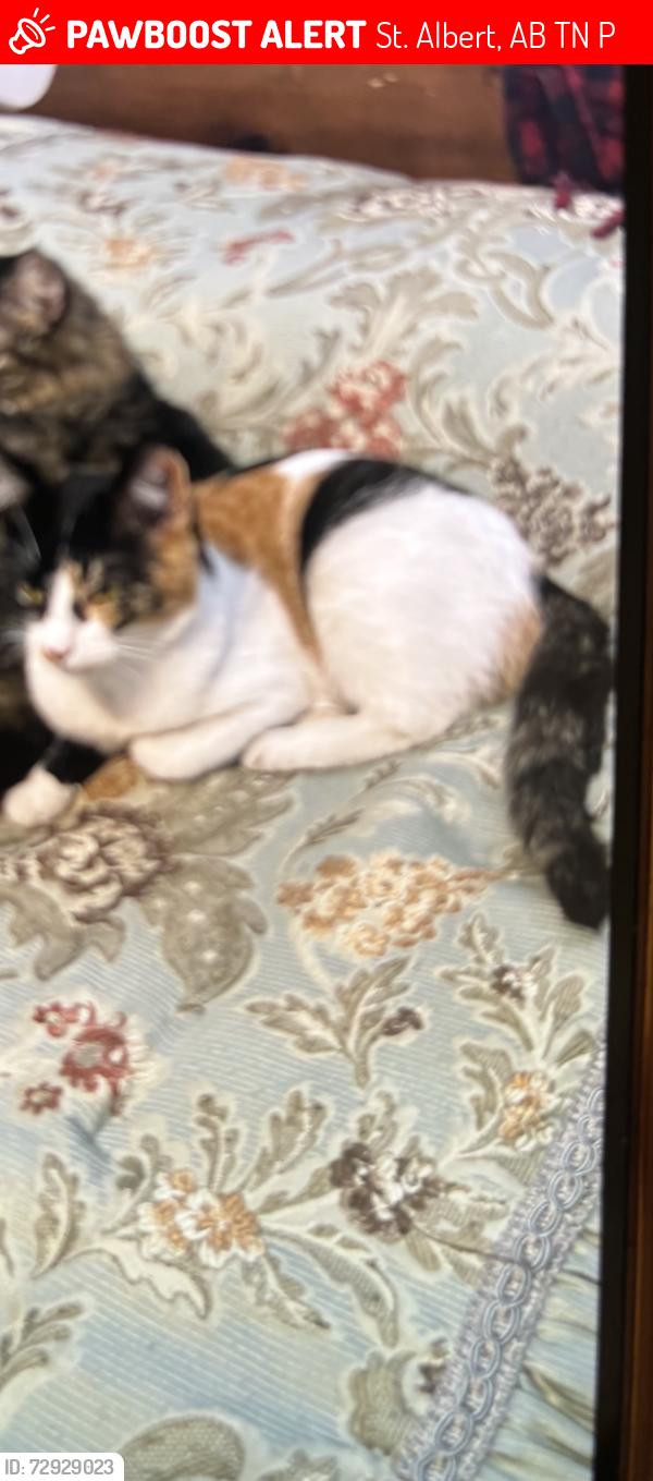 Lost Female Cat last seen Near Arcand dr, St. Albert, AB T8N 5P1