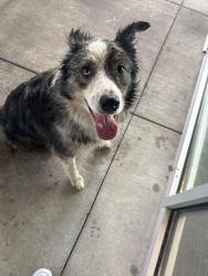 Reunited Unknown Dog last seen Bogan and  Hamilton mill , Buford, GA 30515