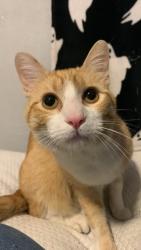 Lost Male Cat last seen Dunn edwards paint, Merced, CA 95340