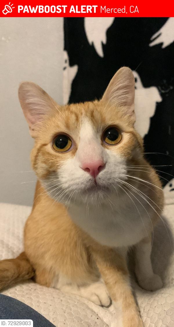 Lost Male Cat last seen Dunn edwards paint, Merced, CA 95340