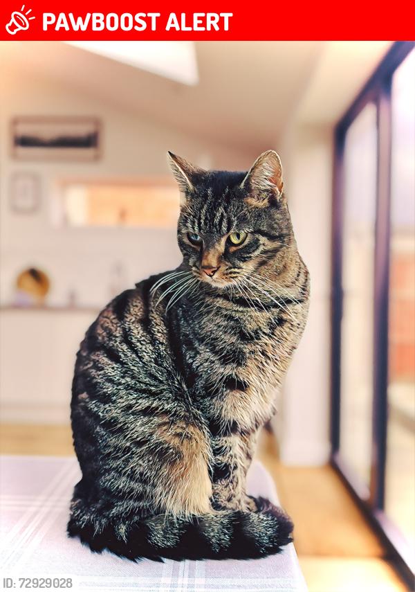Lost Male Cat last seen Taylor Hill Animal Centre, Lockwood, West Yorkshire, England HD4 6LE