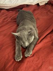 Reunited Male Cat last seen Between Goose Marsh home and 880 Gilbert Rd, Bolivia, NC 28422