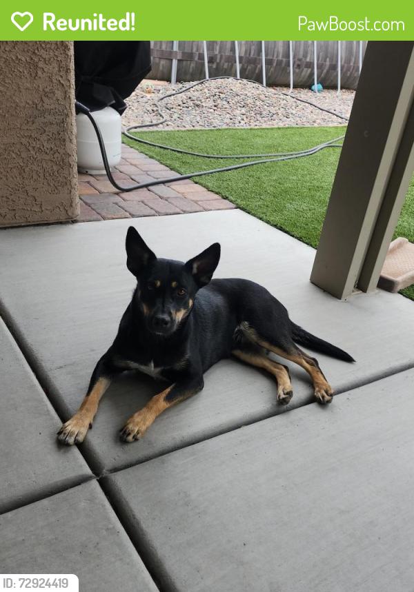 Reunited Female Dog last seen Greenway and Kizzia, Henderson, NV 89002