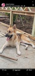Reunited Male Dog last seen Near Greenhill Dr, Marietta, GA 30008