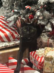 Reunited Female Cat last seen Victoria Gardens, Abbotsford, VIC 3067