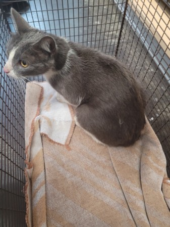 Shelter Stray Female Cat last seen , San Pedro, CA 90731