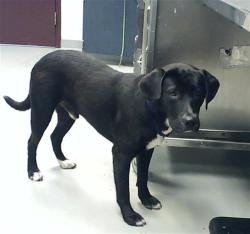 Shelter Stray Male Dog last seen Near BLOCK MOUNT RAINER DR, FAYETTEVILLE NC 28301, 4704 Corporation Dr, Fayetteville, NC 28306, USA