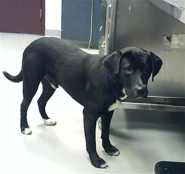 Shelter Stray Male Dog last seen Near BLOCK MOUNT RAINER DR, FAYETTEVILLE NC 28301, 4704 Corporation Dr, Fayetteville, NC 28306, USA