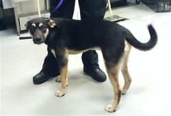 Shelter Stray Male Dog last seen Near BLOCK MOUNT RAINER DR, FAYETTEVILLE NC 28301, 4704 Corporation Dr, Fayetteville, NC 28306, USA