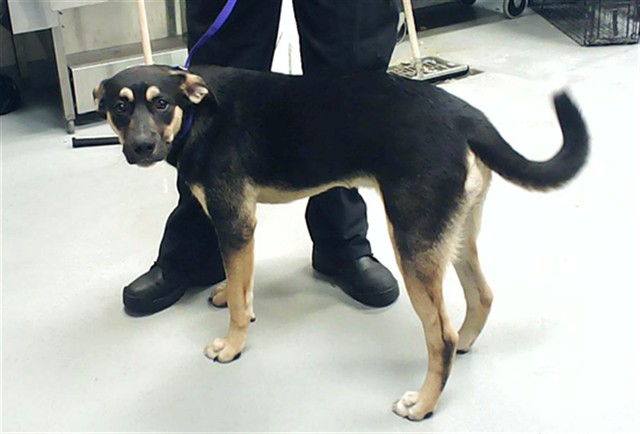 Shelter Stray Male Dog last seen Near BLOCK MOUNT RAINER DR, FAYETTEVILLE NC 28301, 4704 Corporation Dr, Fayetteville, NC 28306, USA