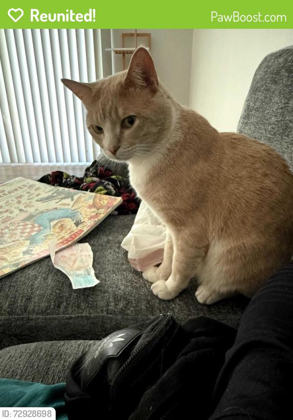 Reunited Male Cat last seen Near s 4000w, West Valley City, UT 84120