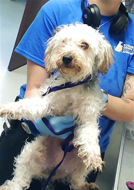 Shelter Stray Male Dog last seen Near BLOCK SHELL DR, SPRING LAKE NC 28390, Fayetteville, NC 28306