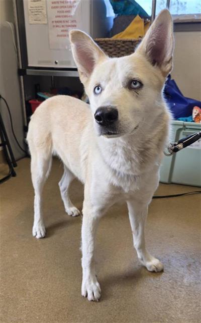 Shelter Stray Male Dog last seen , San Antonio, TX 78227