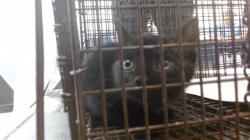 Shelter Stray Female Cat last seen Near BLOCK NW 8 AVE, Doral, FL 33122