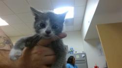 Shelter Stray Male Cat last seen Near BLOCK NW 8 AVE, Doral, FL 33122