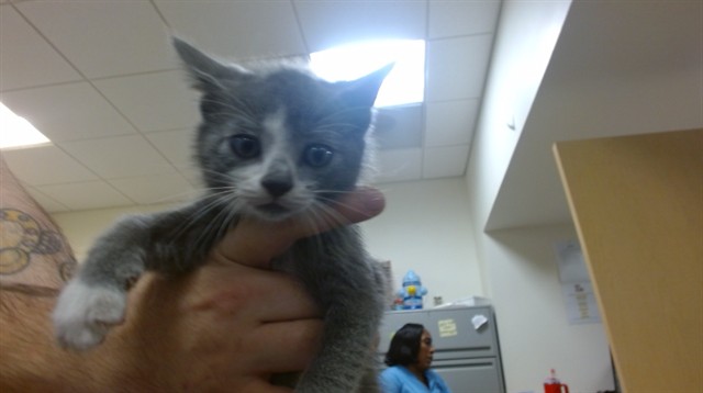 Shelter Stray Male Cat last seen Near BLOCK NW 8 AVE, Doral, FL 33122